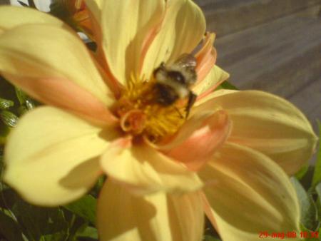 gallery_1650_2903_26035.jpg