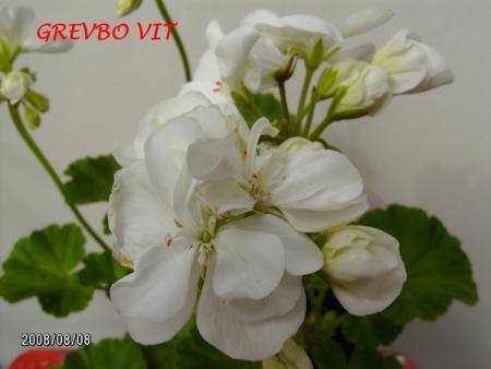 gallery_5074_2158_70581.jpg