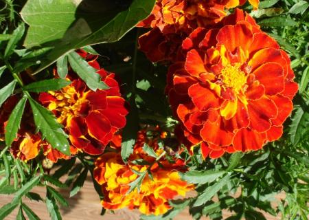 gallery_5714_2898_291765.jpg