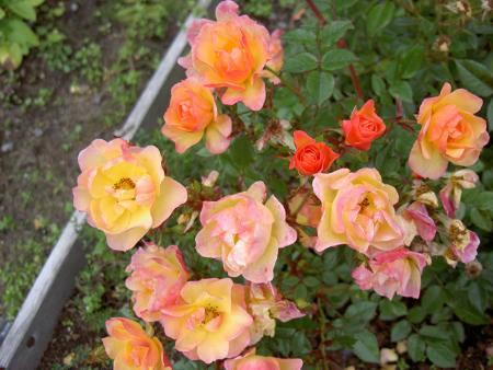 gallery_8514_2668_247446.jpg