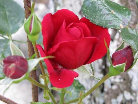 gallery_6290_2876_35797.jpg