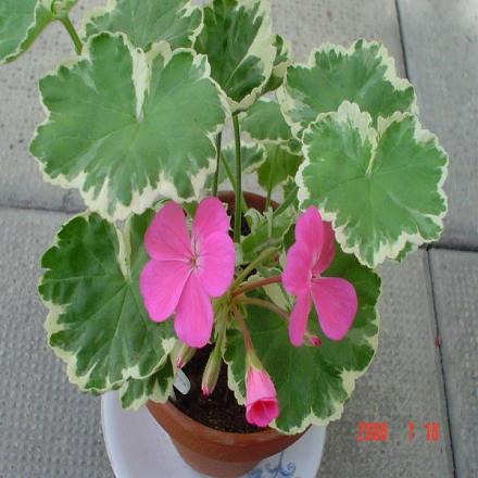 gallery_13170_2840_10856.jpg