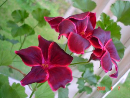 gallery_13170_2840_11465.jpg