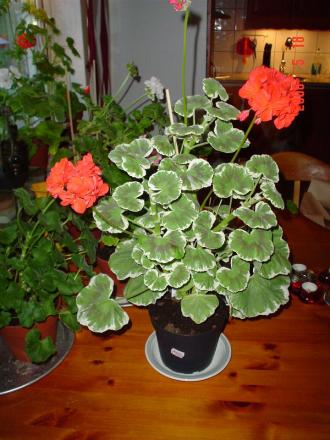 gallery_13170_2840_64902.jpg