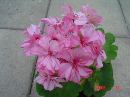 gallery_13170_2840_72896.jpg