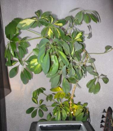 gallery_16280_2925_5669.jpg