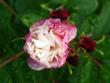 tn_gallery_6290_2876_19399.jpg