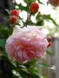 tn_gallery_6290_2876_19491.jpg