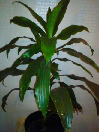gallery_19311_2931_75236.jpg