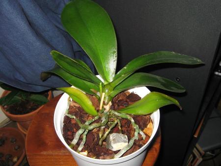 gallery_9156_2934_252847.jpg