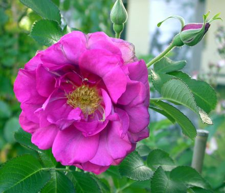 gallery_276_2660_37004.jpg
