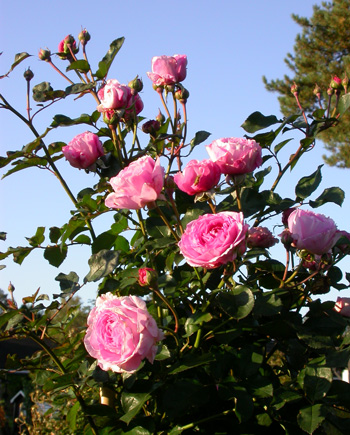 gallery_276_2660_46148.jpg