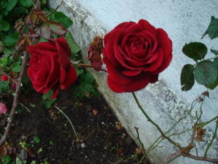 gallery_12789_2938_110948.jpg