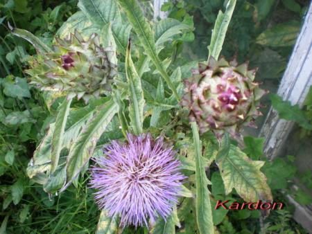 gallery_13141_1899_80650.jpg