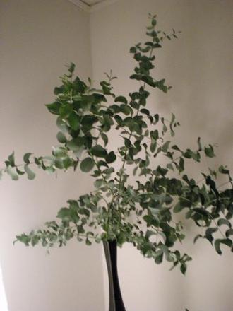 gallery_19324_2933_13752.jpg