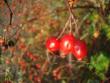 tn_gallery_12789_2938_4139.jpg