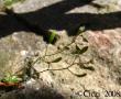tn_gallery_4113_21_50743.jpg