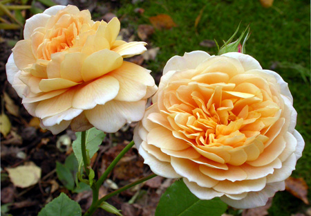 gallery_276_2660_33257.jpg