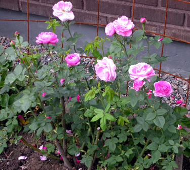 gallery_276_1659_8083.jpg