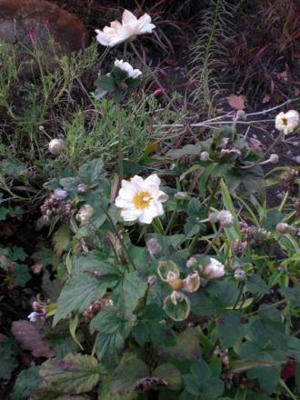 gallery_11521_2434_139748.jpg