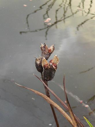 gallery_11521_2434_81099.jpg