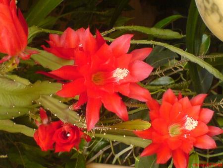 gallery_13196_1604_78374.jpg