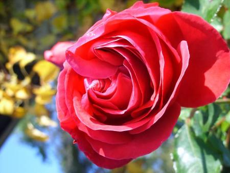 gallery_5307_2392_19397.jpg