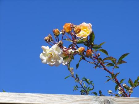 gallery_5307_2392_64562.jpg