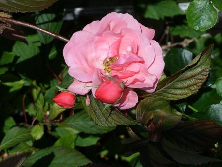 gallery_5307_2392_78497.jpg