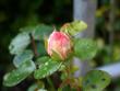 tn_gallery_5307_2392_27651.jpg