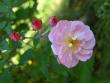 tn_gallery_5307_2392_74454.jpg