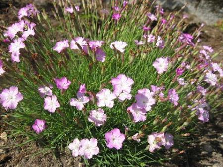 gallery_1414_2969_26645.jpg