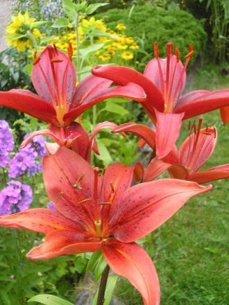 gallery_5006_42_66579.jpg