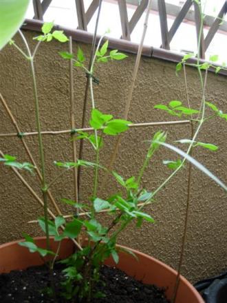 gallery_6830_2965_29799.jpg