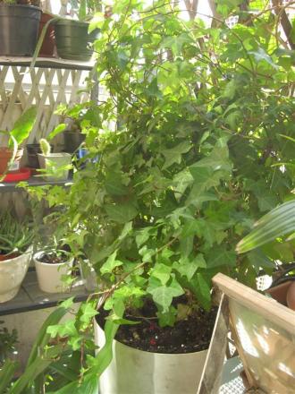 gallery_6830_2965_71701.jpg