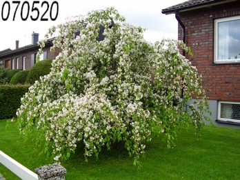 gallery_19305_2975_3803.jpg