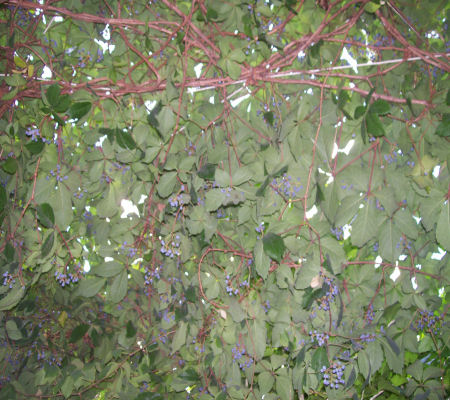gallery_7440_2978_79685.jpg