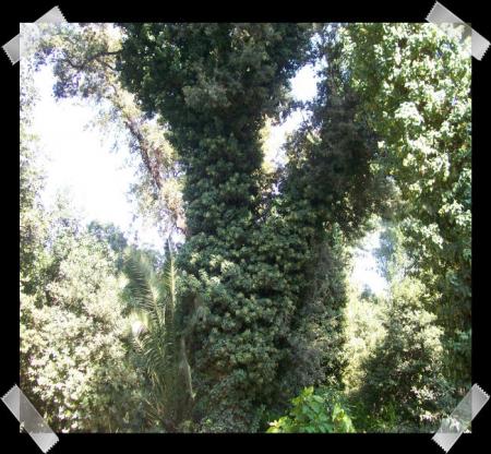gallery_7440_2978_140689.jpg
