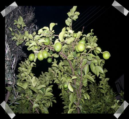 gallery_7440_2978_913.jpg