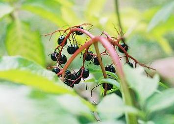 gallery_14007_1892_12501.jpg