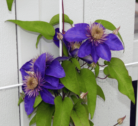gallery_9295_2981_208846.gif