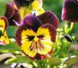 tn_gallery_14007_1892_9023.jpg