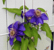 tn_gallery_9295_2981_208846.gif