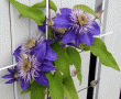 tn_gallery_9295_2981_34340.gif