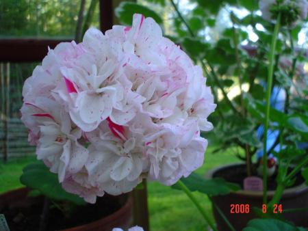 gallery_13170_2840_14896.jpg