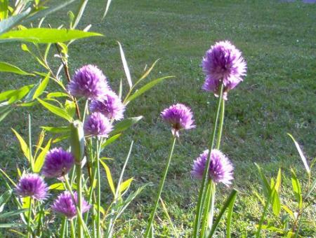 gallery_14007_1892_72189.jpg