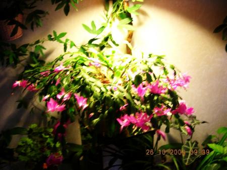 gallery_16329_2984_151235.jpg