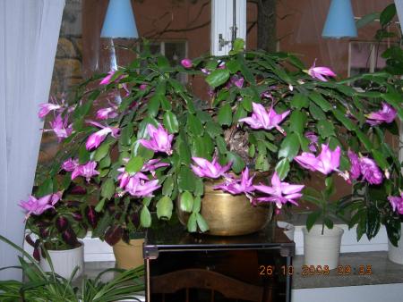 gallery_16329_2984_234315.jpg