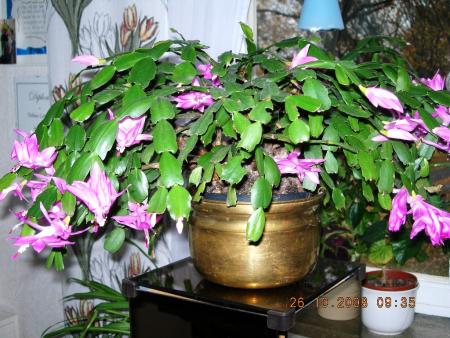 gallery_16329_2984_2694.jpg
