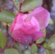 tn_gallery_14_247_46261.jpg
